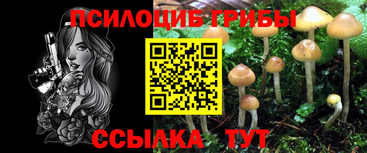 Псилоцибиновые грибы Psilocybe Бердск